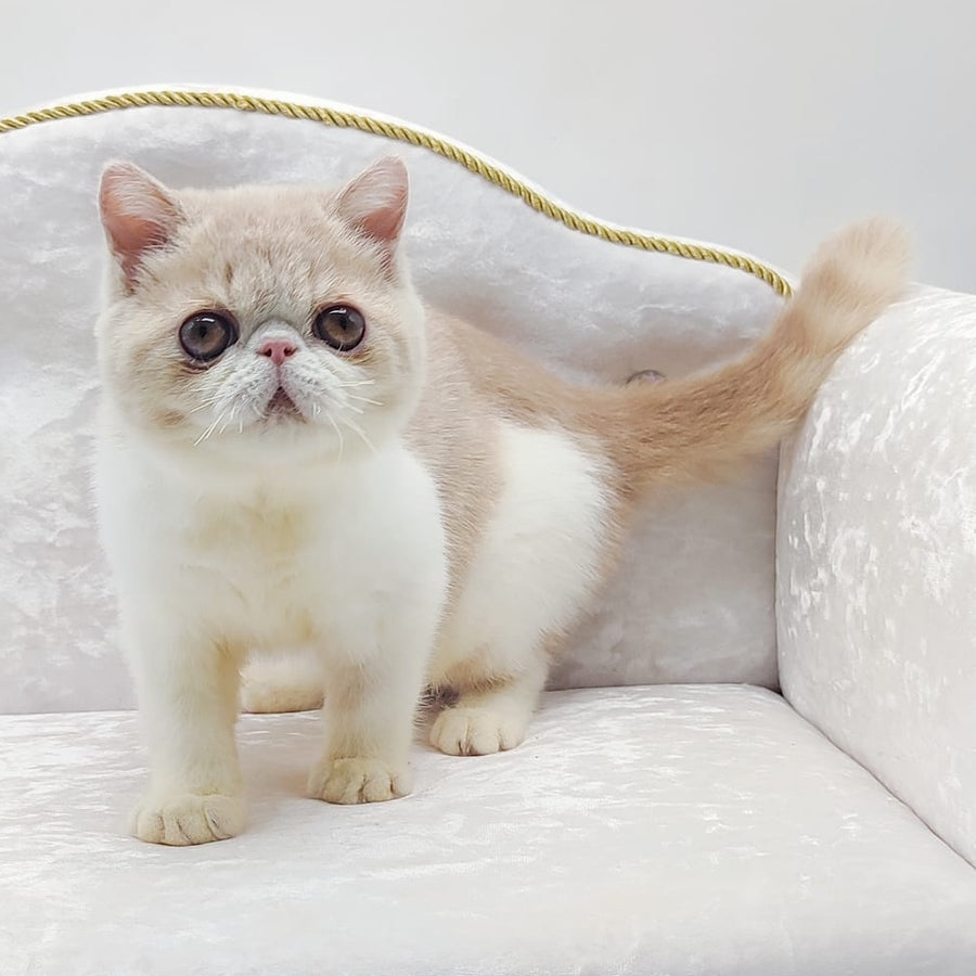 Amrisha Exotic female, cream bicolour