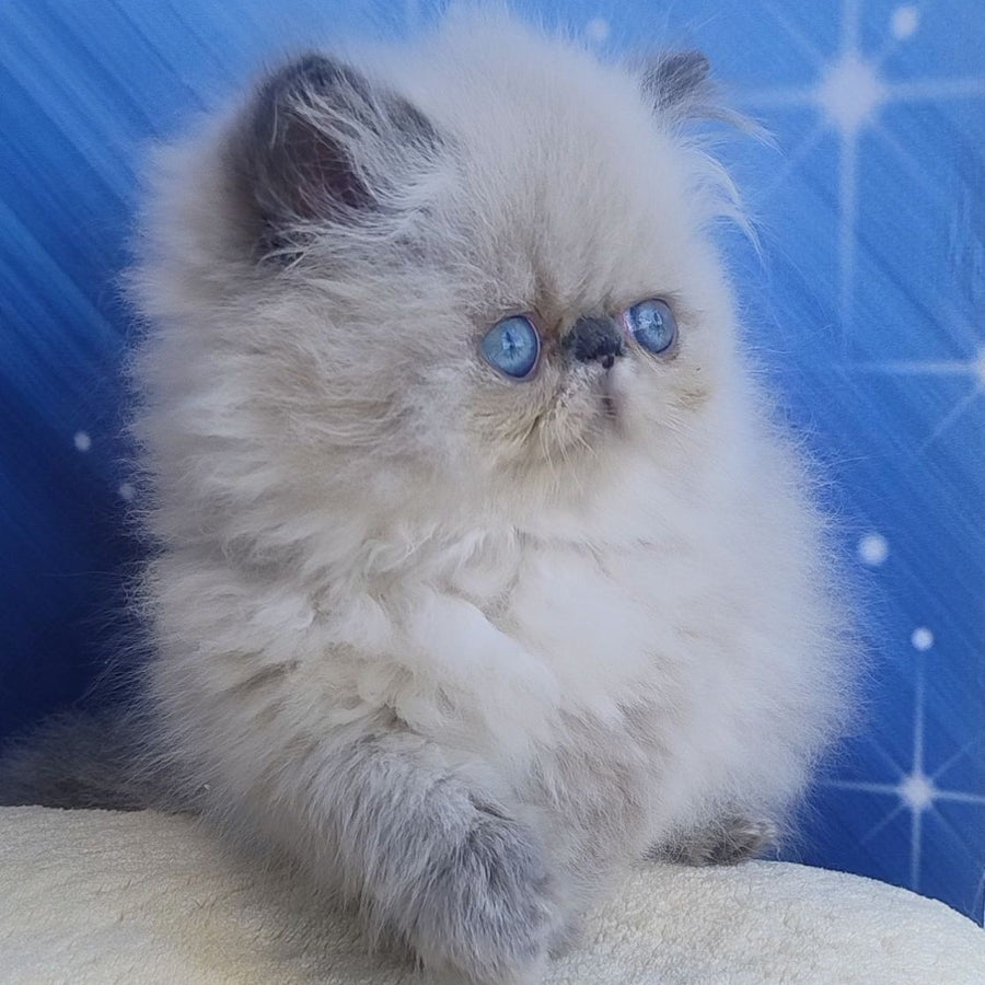 Ellie Persian female, blue pointed