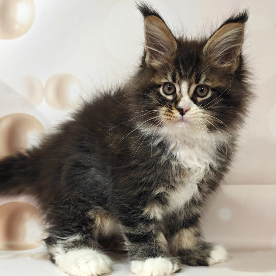 Cosmos Maine Coon polydactyl 6x6x6x6 male, black tabby with white
