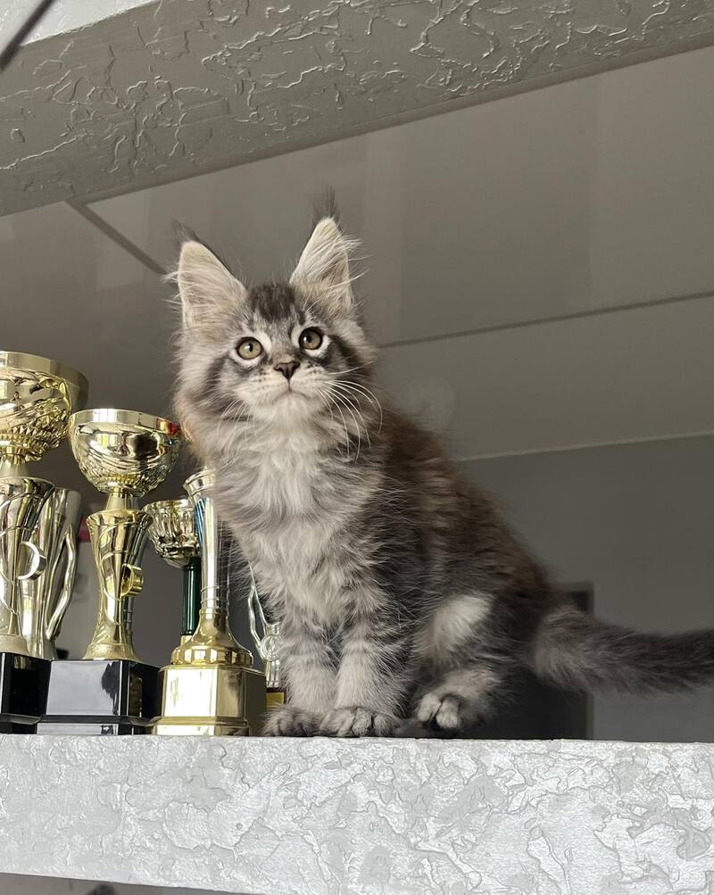 Xan Maine Coon male black silver ticked tabby - live animals