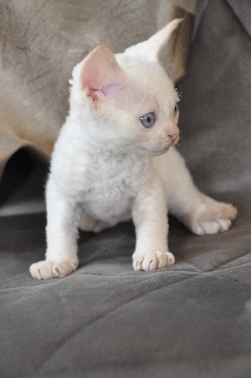 Ace Devon Rex male red pointed - live animals