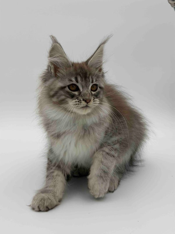 Katu Maine Coon male black silver tabby - live animals