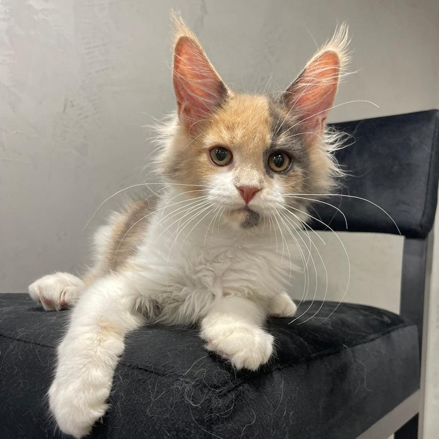 Nelly Maine Coon female, blue tortie bicolour