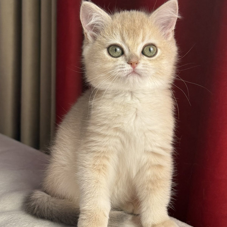 Elza Scottish Straight female, blue golden chinchilla