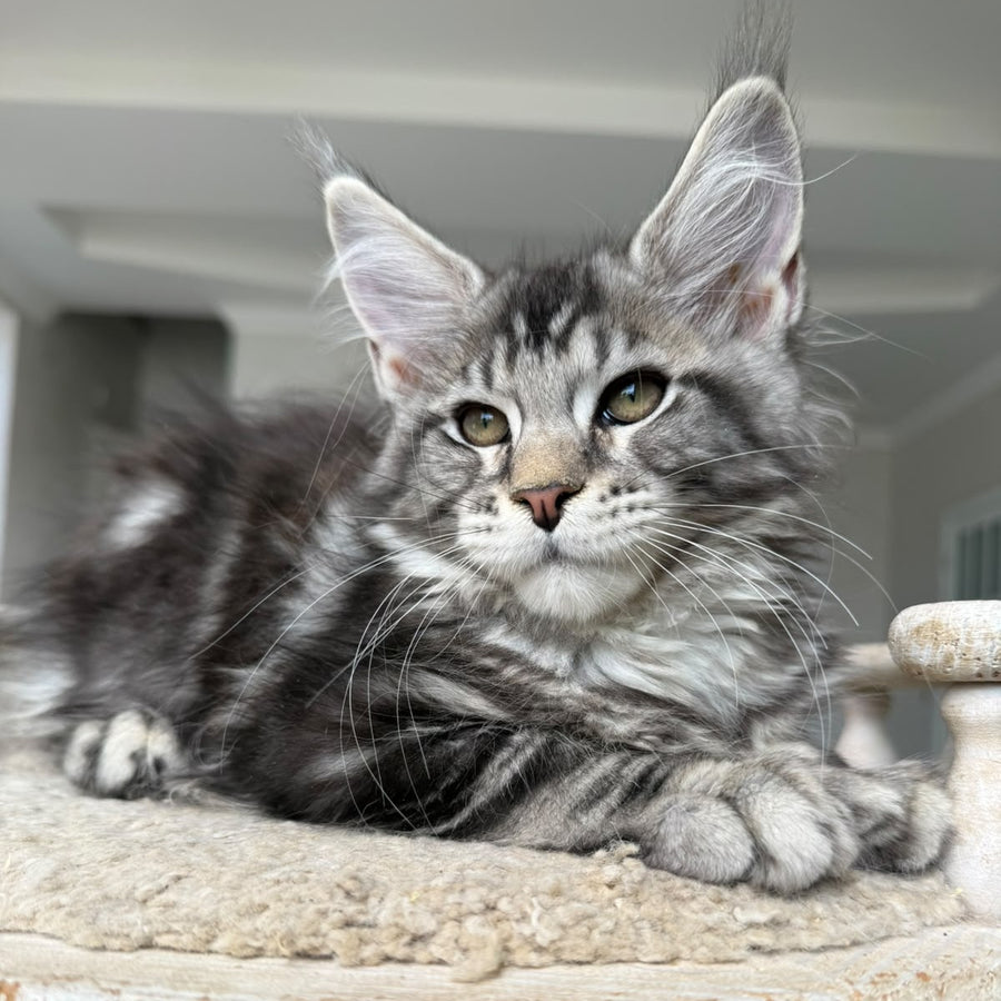 Jeya Maine Coon female, black silver tabby