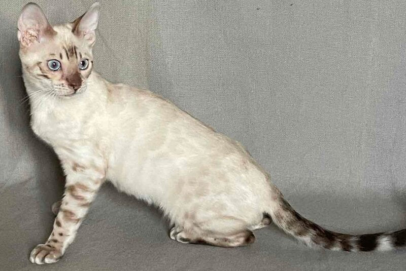 Jinx Bengal male, black spotted tabby pointed
