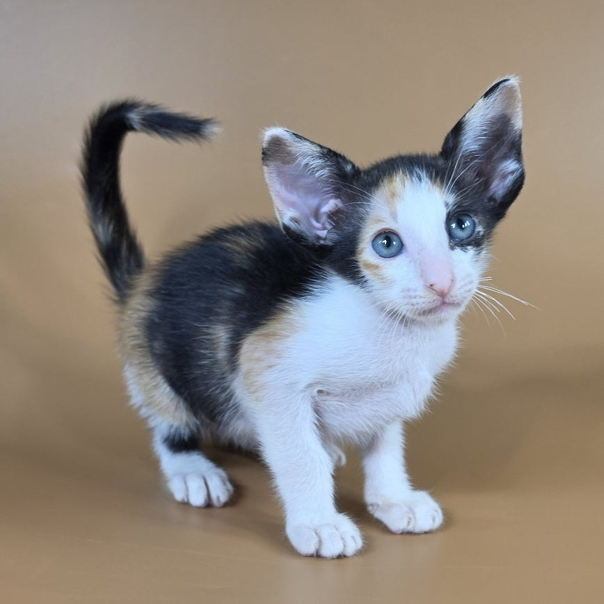Dessert Rose Oriental Shorthair female, black tortie bicolour