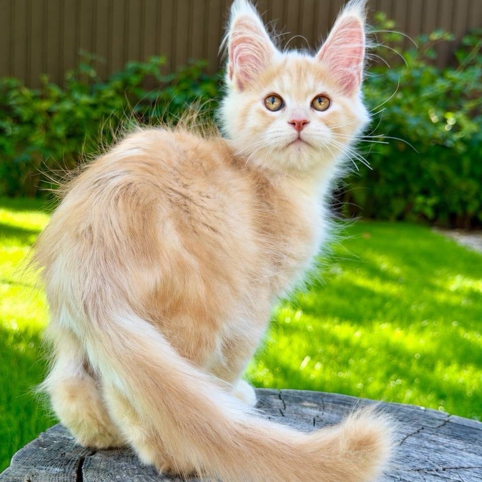 Nimfa Maine Coon female, red silver
