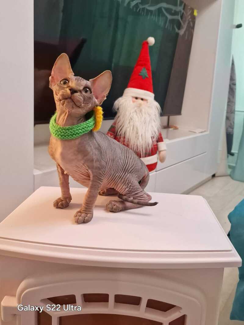 Dasha Canadian Sphynx female black tabby - live animals
