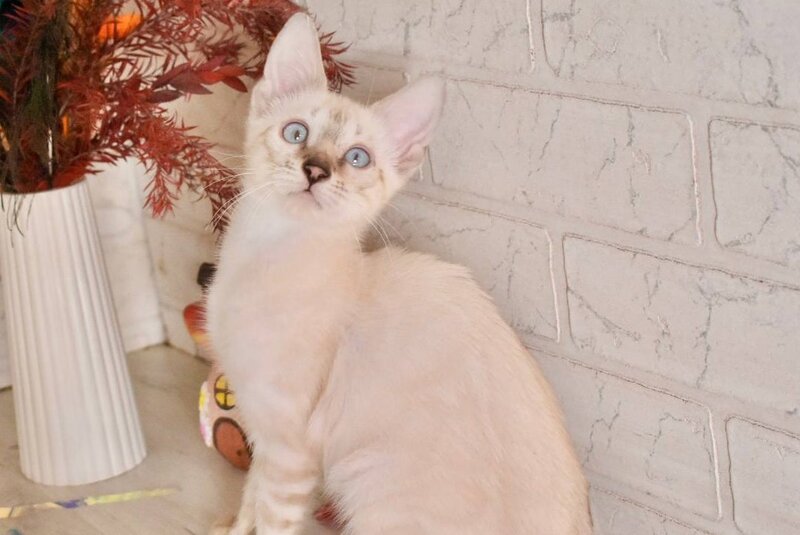 Sneja Bengal female black spotted tabby pointed - live animals
