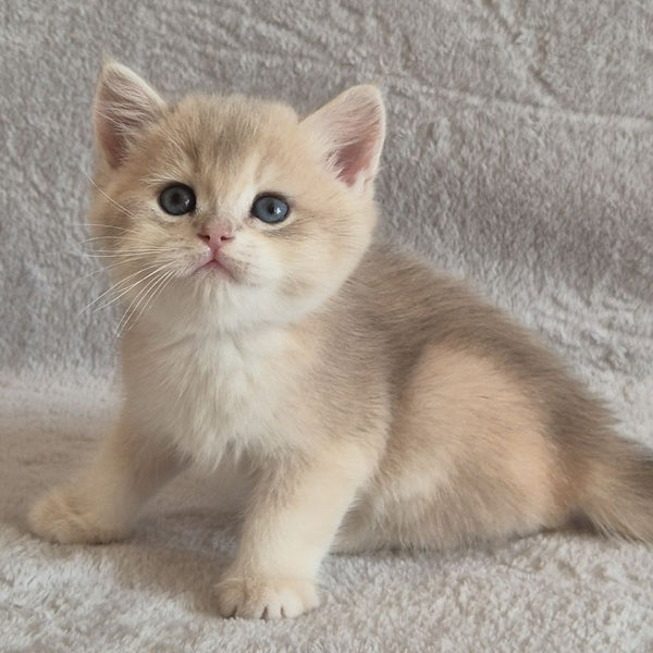 Major British Shorthair male, lilac golden chinchilla