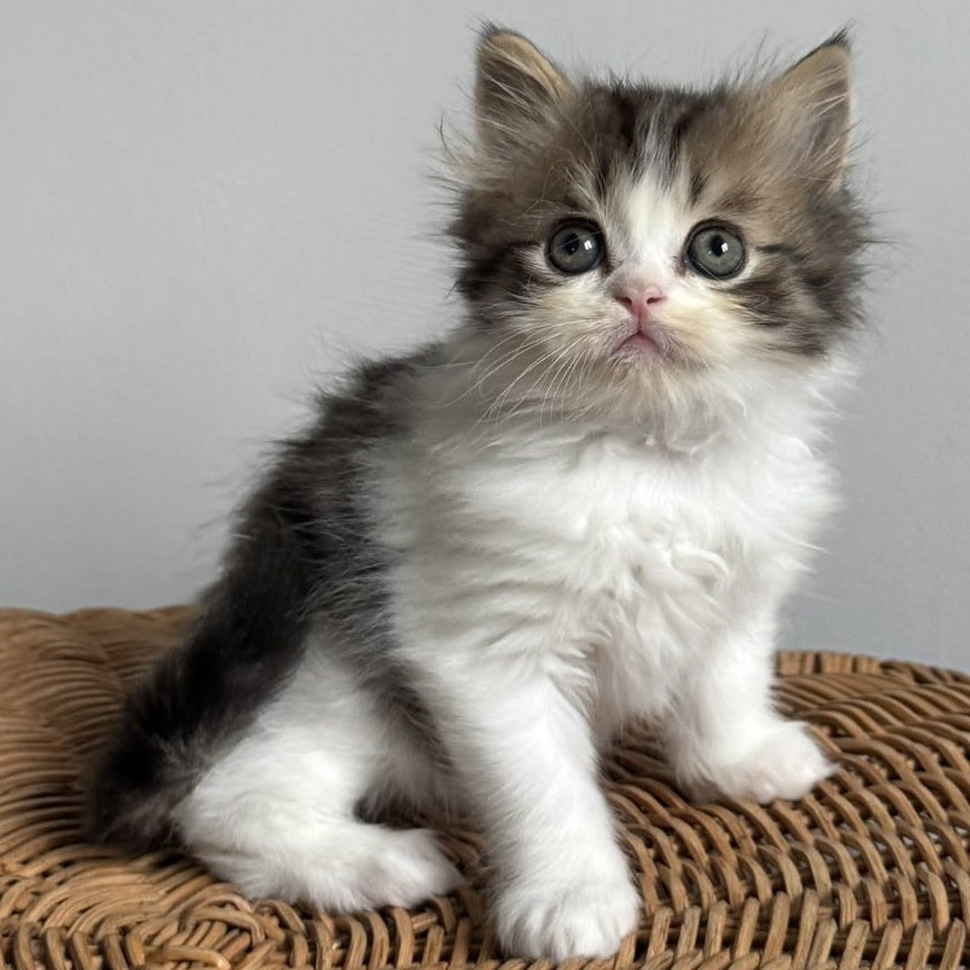 Kipish Scottish Straight male, black tabby bicolour