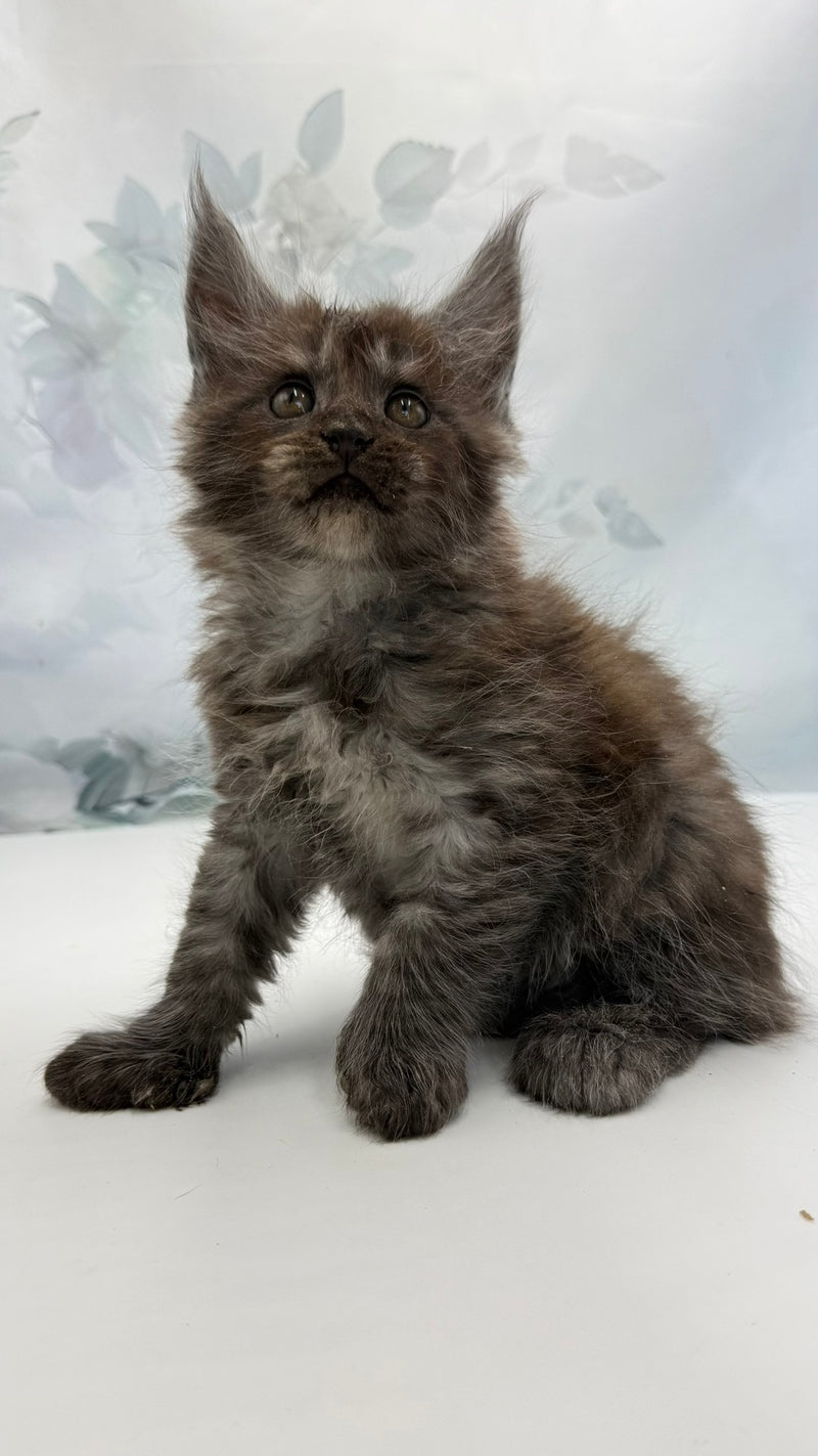Archibald Maine Coon polydactyl male, black silver