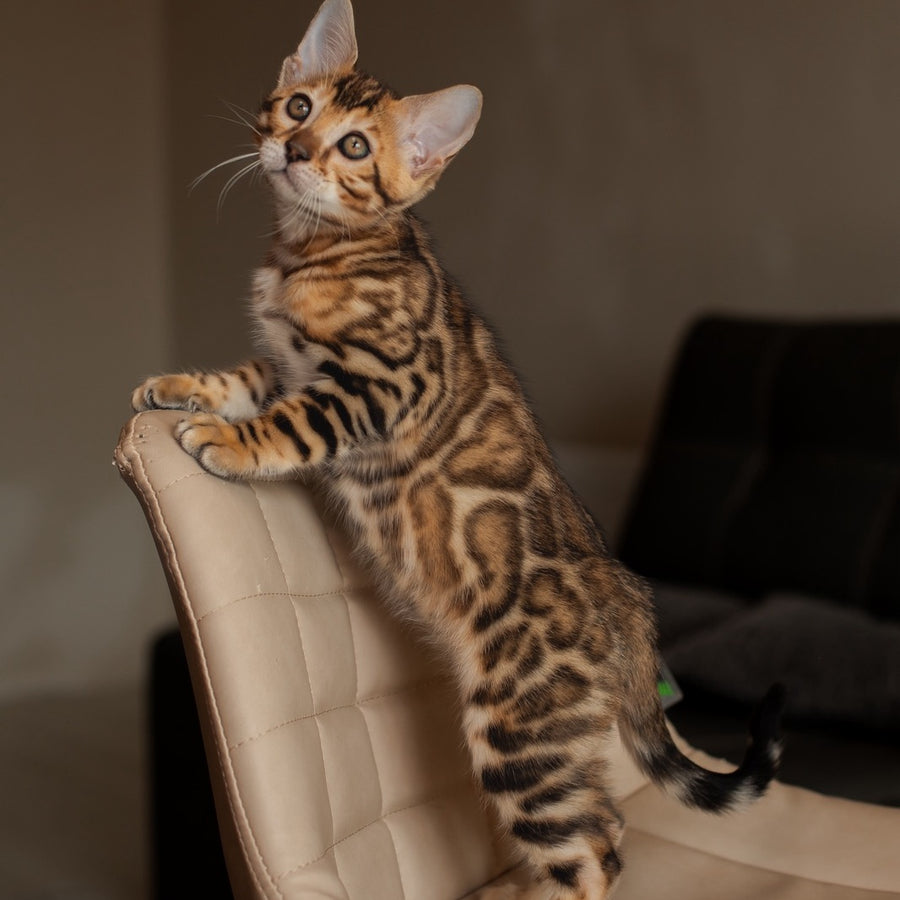 Marvel Bengal male, black spotted tabby