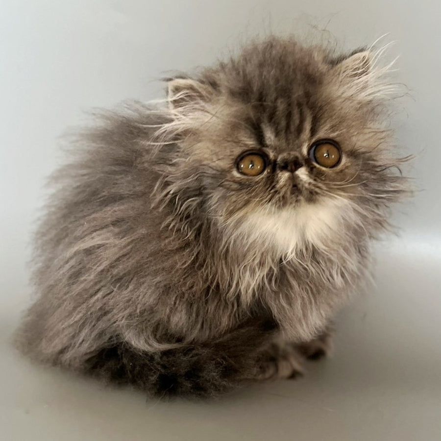 Balloo Persian male, blue silver spotted tabby