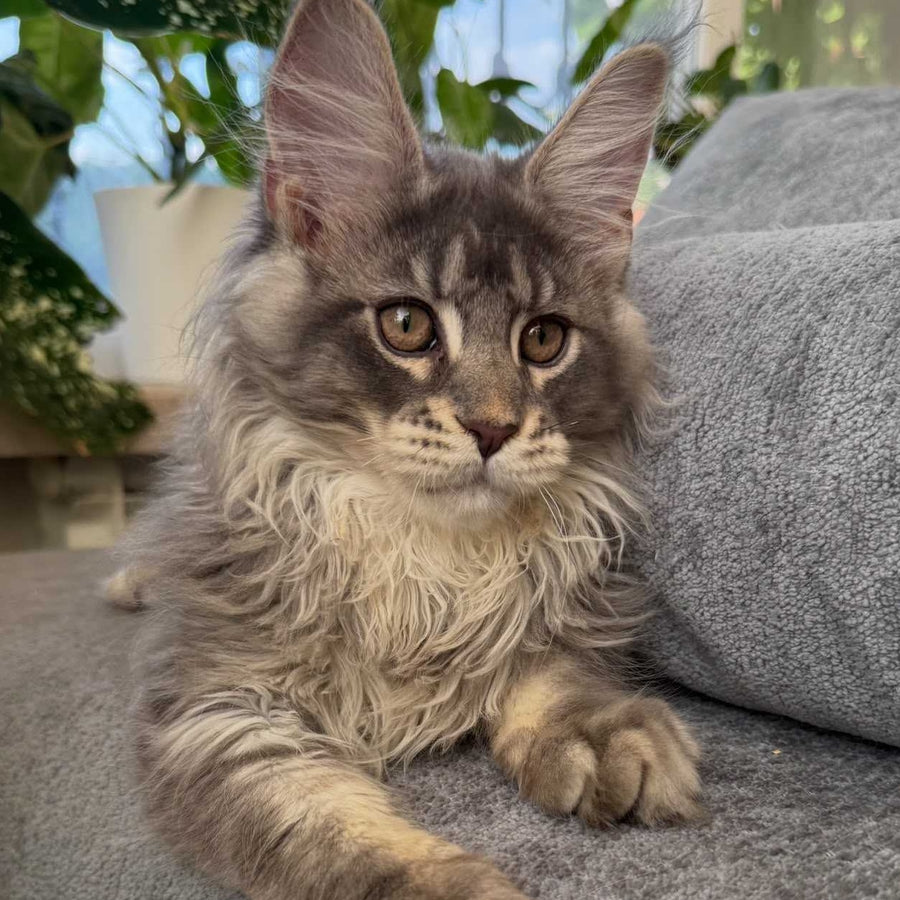 Courvosier Maine Coon male, blue silver ticked tabby