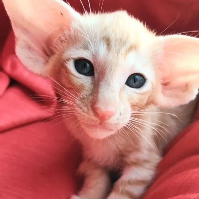 Z'Stepan Oriental Shorthair male, red