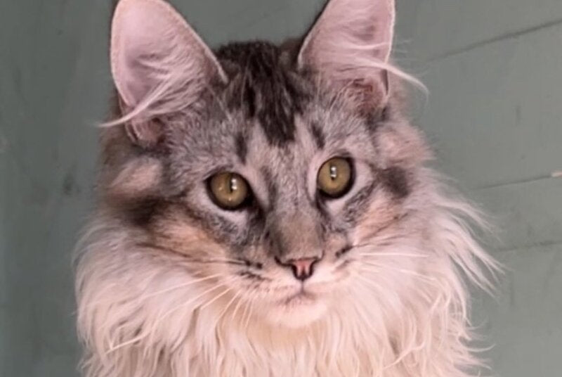 Western Maine Coon polydactyl male, black silver ticked tabby