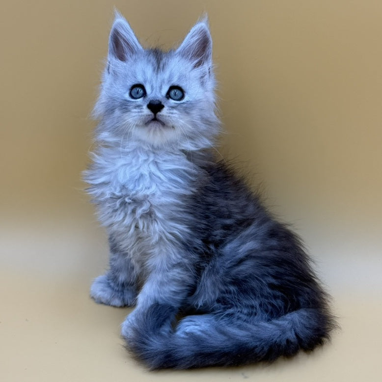 Hey jay Maine Coon polydactyl 6x6x6x6 male, black silver tabby