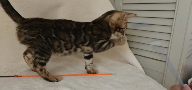 Tango Bengal male black spotted tabby - live animals