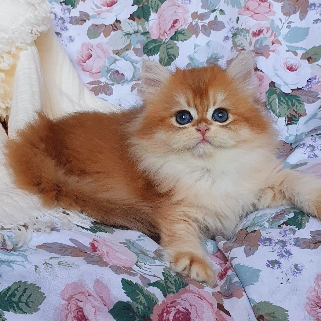 Anita British Longhair female, black golden chinchilla