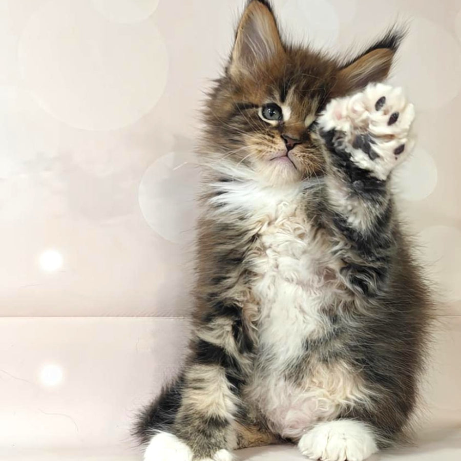 Sheriff Maine Coon polydactyl 6x6x6x6 male, black tabby with white