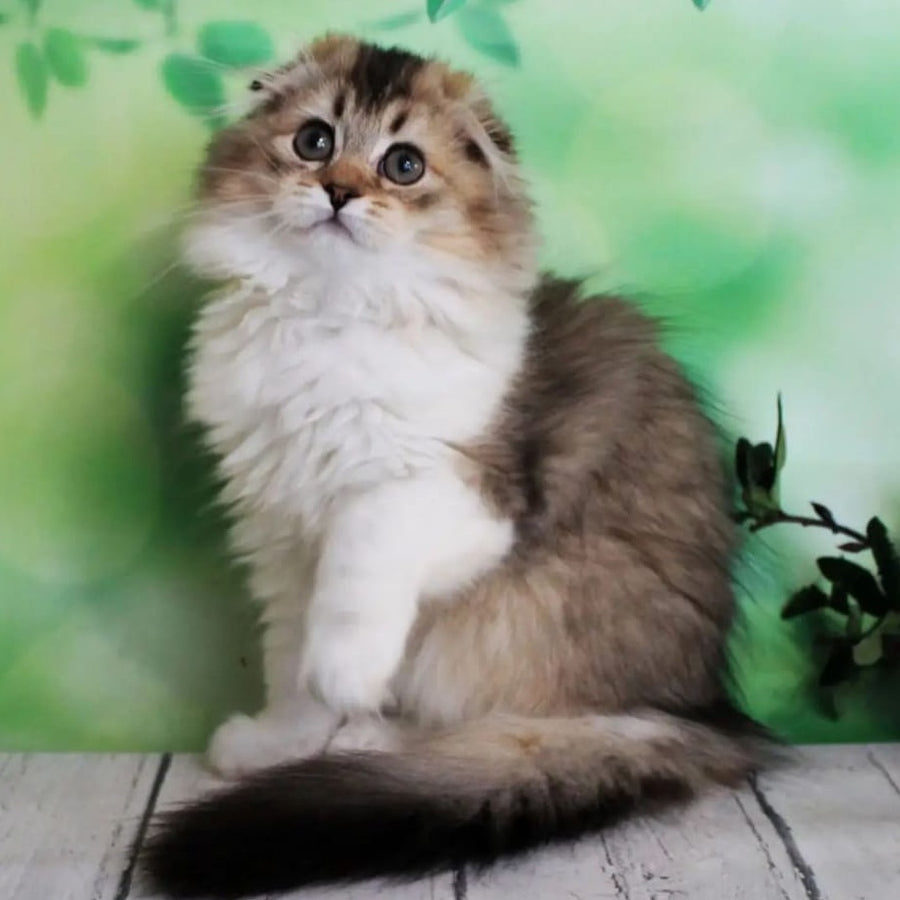 Irma Scottish Fold female, black golden ticked tabby bicolour