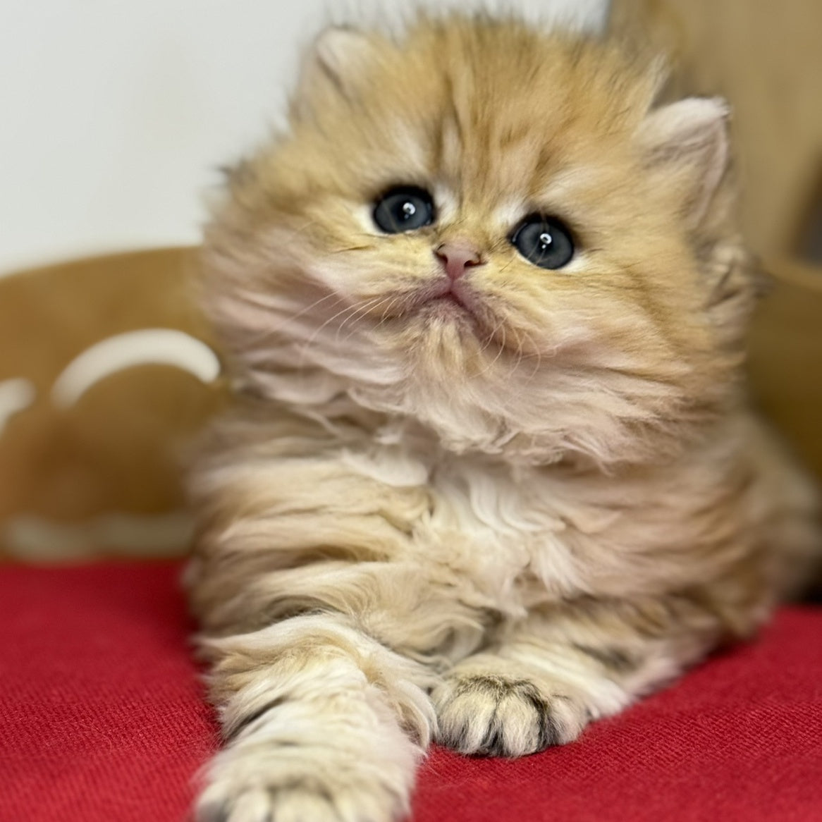 Nori British Longhair female, black golden tabby