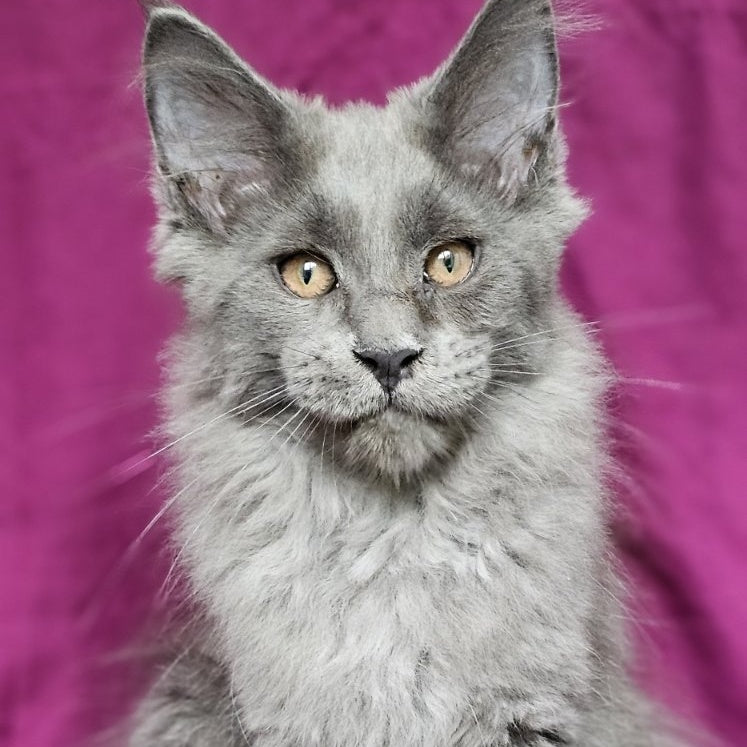 Freya Maine Coon female, blue