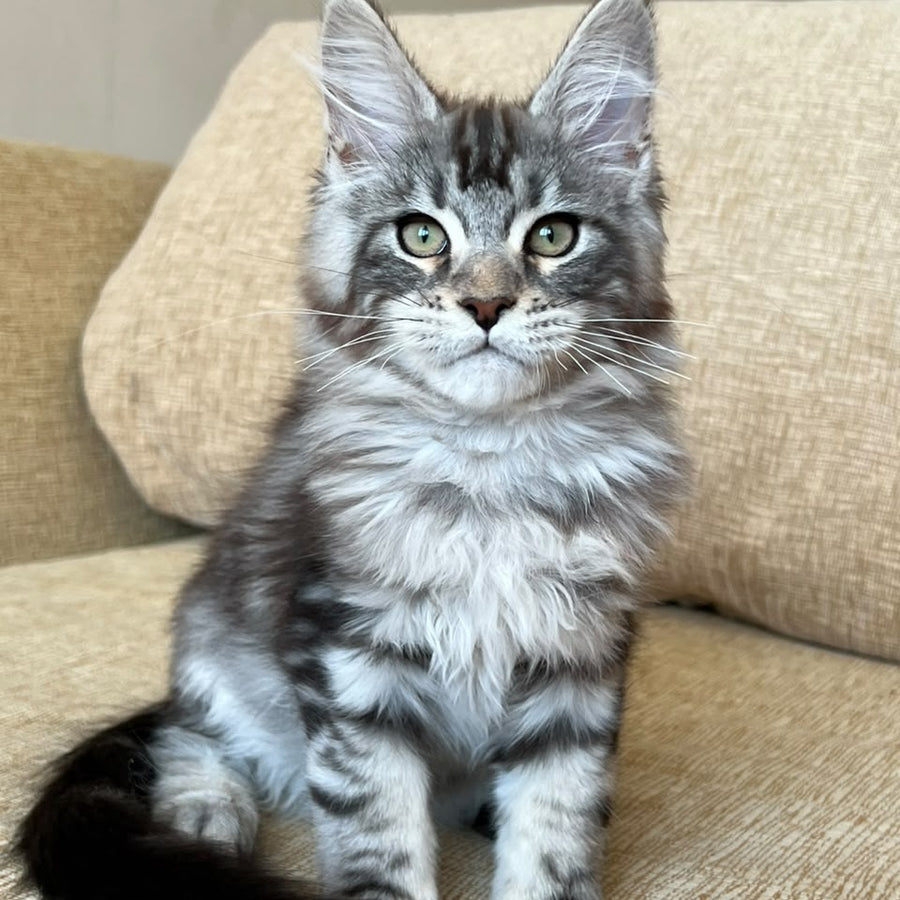 Bruno Maine Coon male, black silver tabby