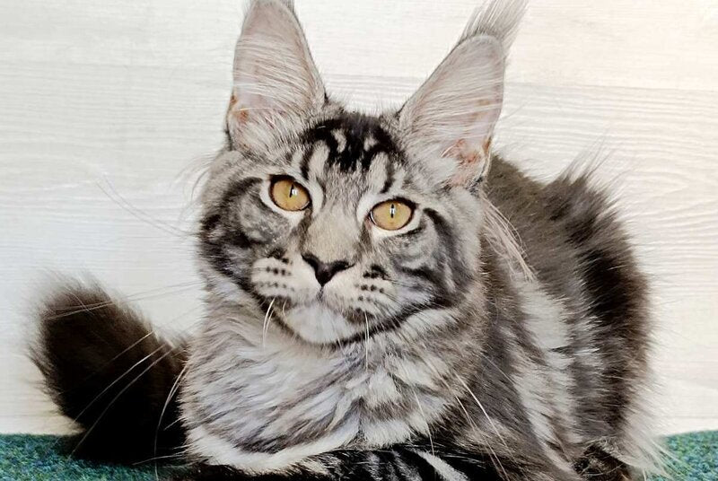 Jasmin Maine Coon female, black silver tabby