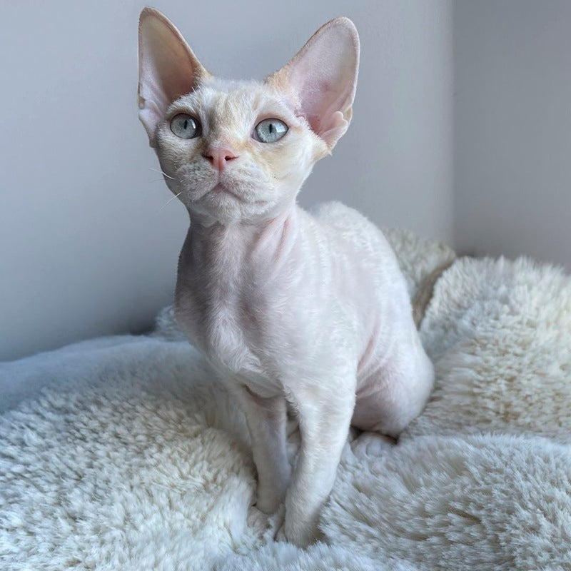 Ivar Sunrise Devon Rex male red tabby pointed - live animals