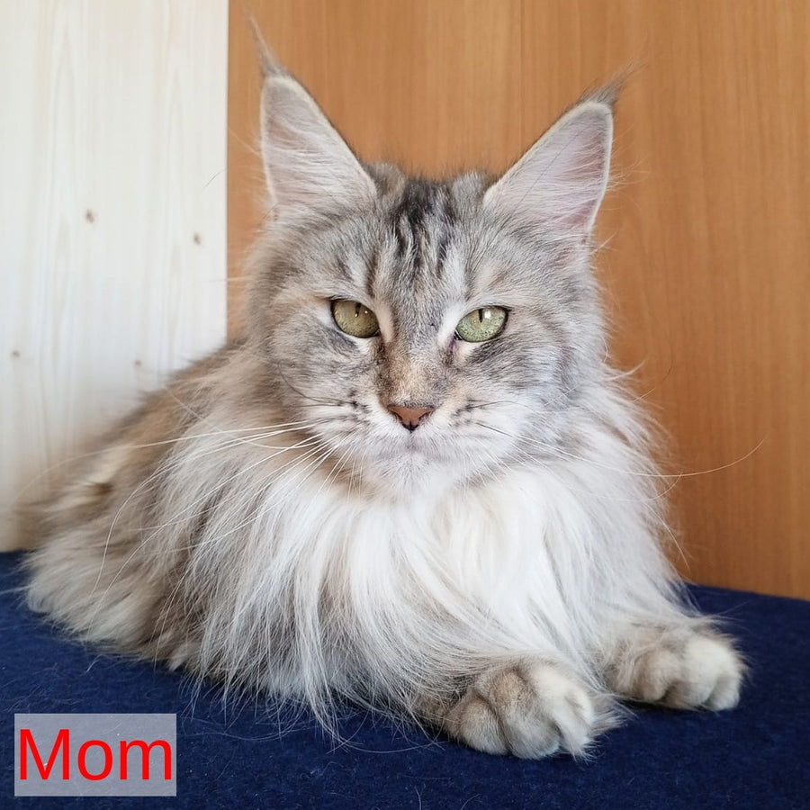 Vulf Maine Coon male, black tabby