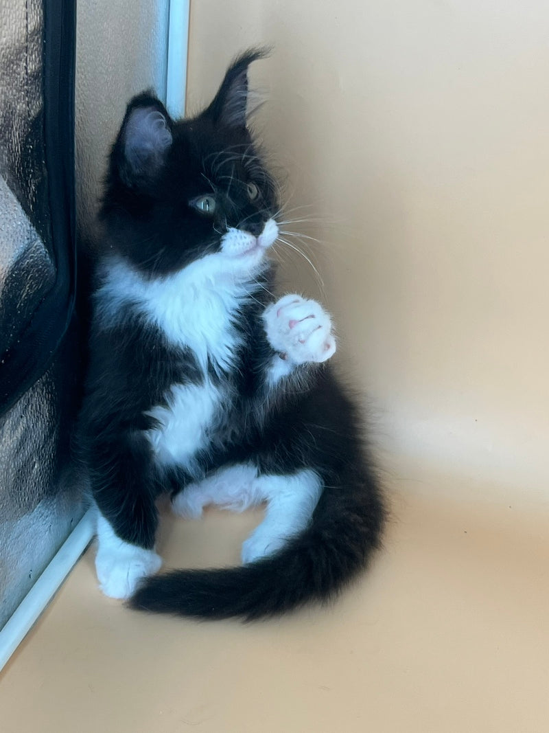 Betmann Maine Coon male, black bicolour