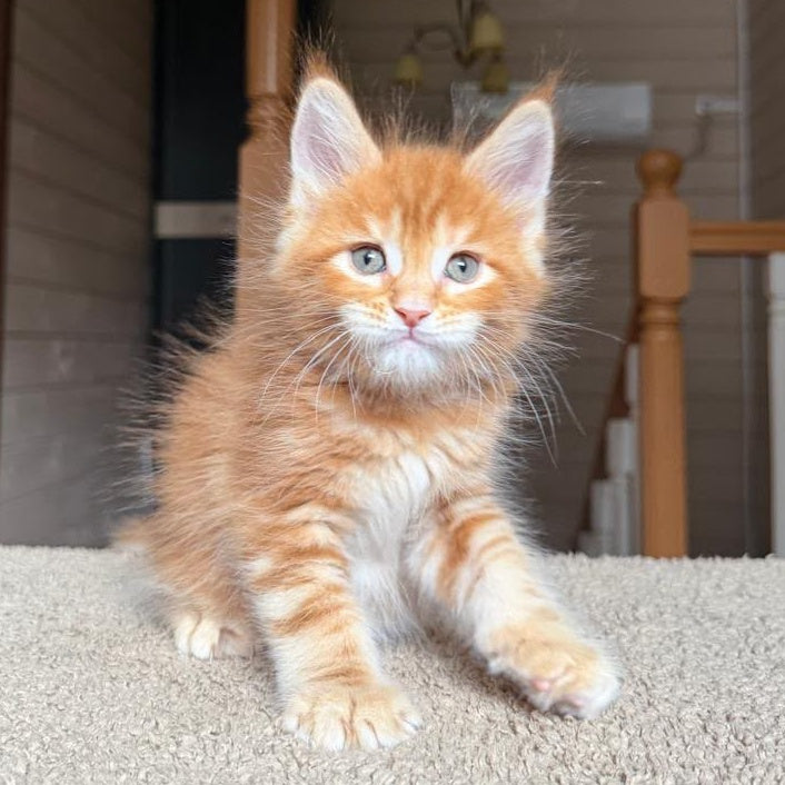 Alf Maine Coon male, red tabby with white