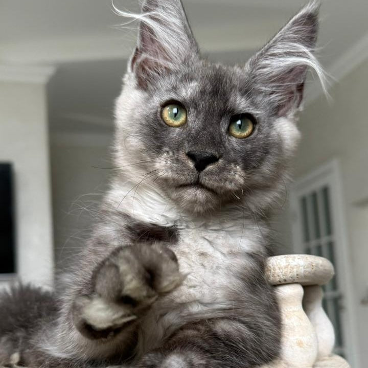 Kupidon Maine Coon male, black silver with white
