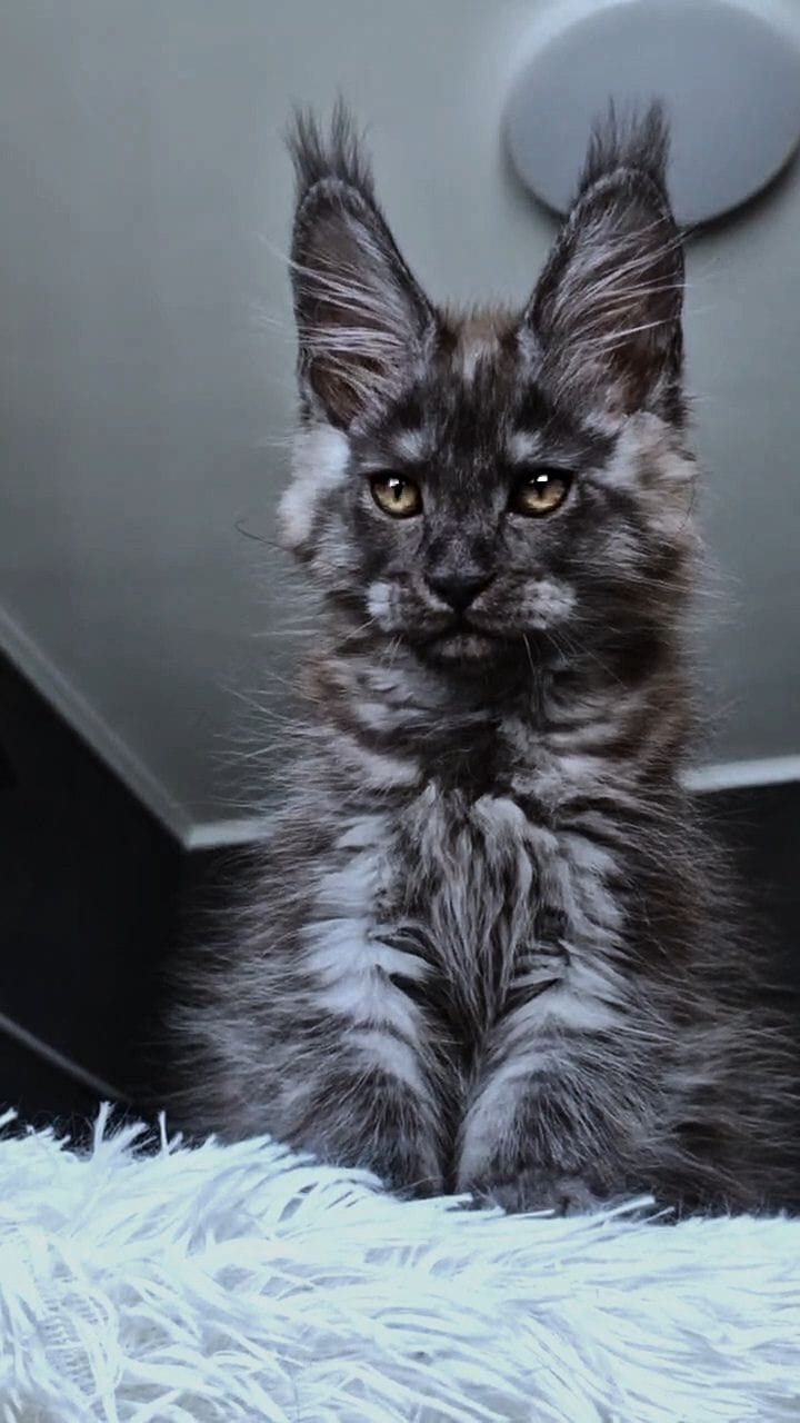 Kasperov Maine Coon male, black silver