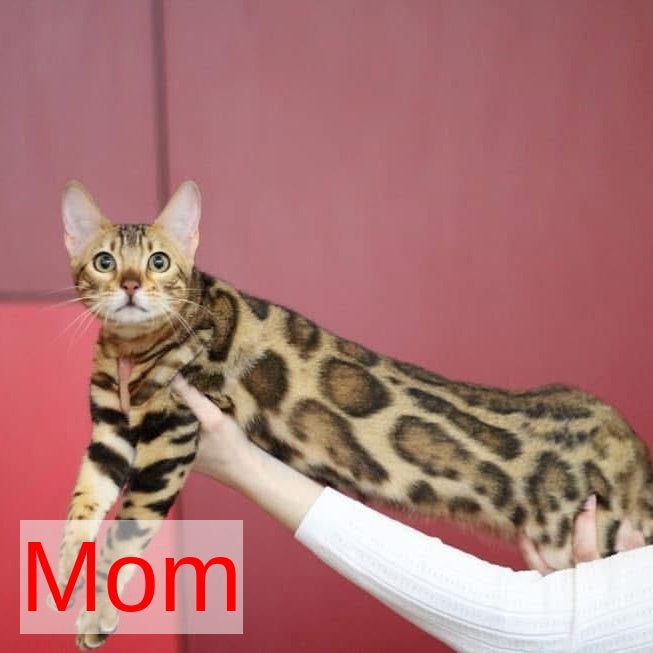Odysseus Bengal male, black spotted tabby