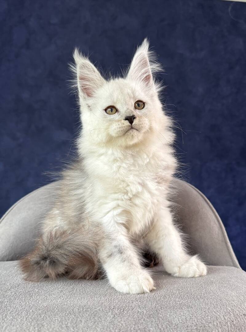 Effect Maine Coon male, black silver
