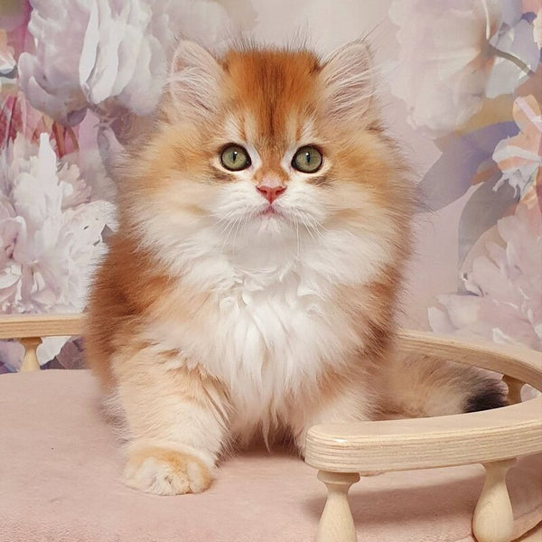 Vasen'ka British Longhair male, black golden chinchilla