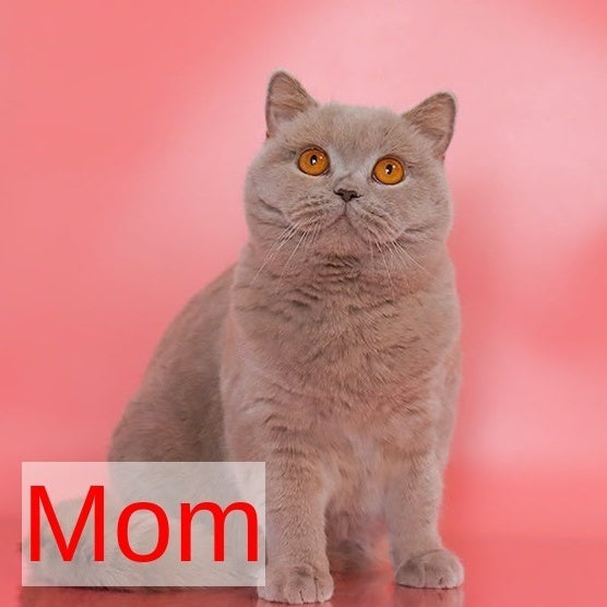 Fortune Munchkin female, cinnamon bicolour