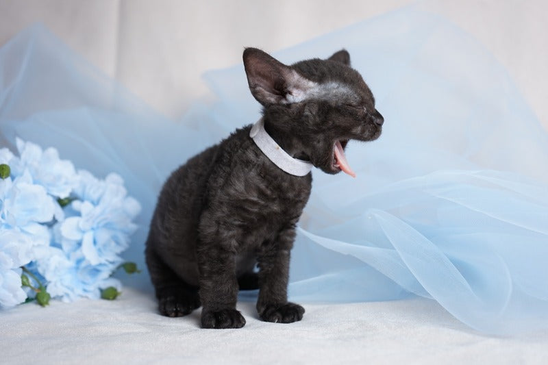 Oniks Devon Rex male, black