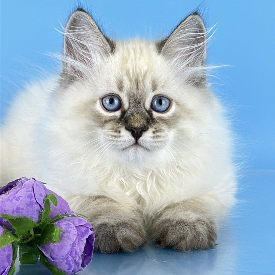 Archer Siberian male, black tabby pointed