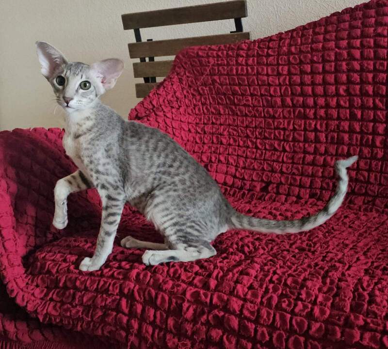 Richard Oriental Shorthair male blue spotted tabby - live animals