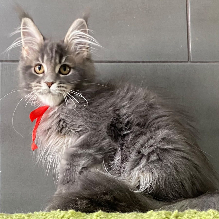 Vendy Maine Coon female, blue tabby