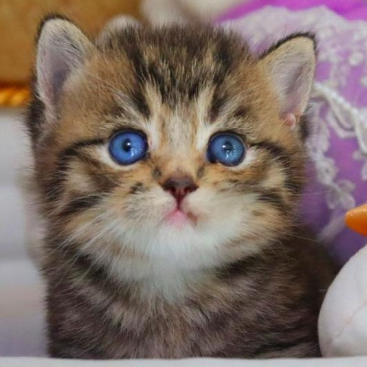 Naum British Shorthair male, black ticked tabby