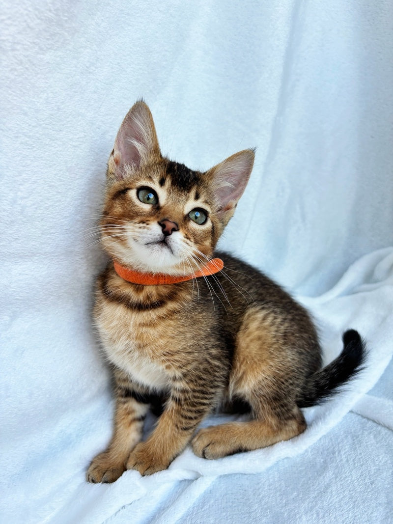 Susie Abyssinian female, ruddy
