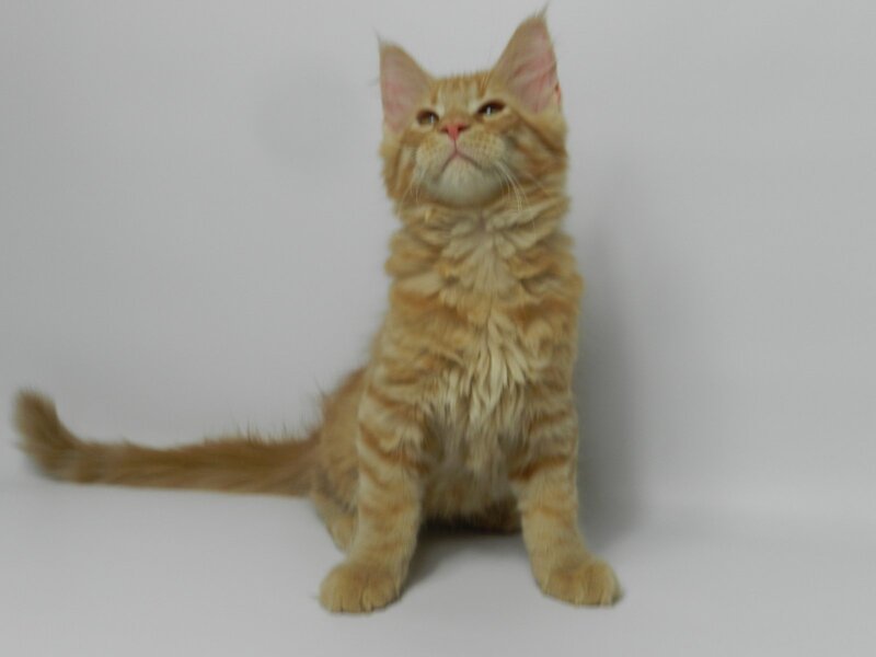 Dexter Maine Coon male, red