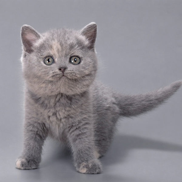 Riley British Shorthair female, blue tortie