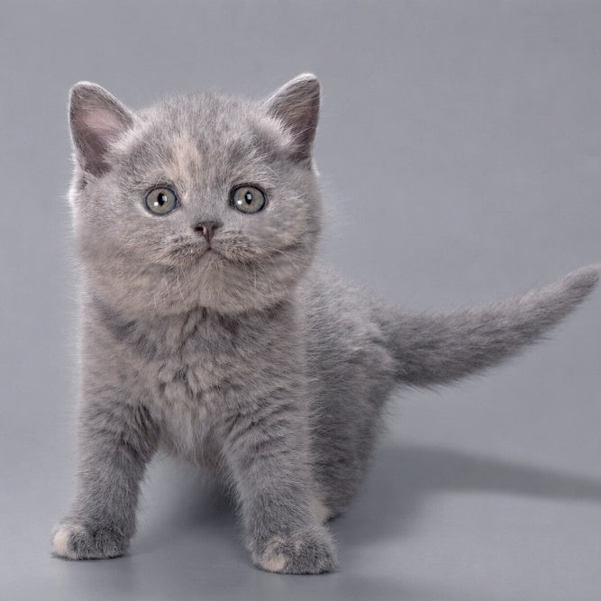 Riley British Shorthair female, blue tortie